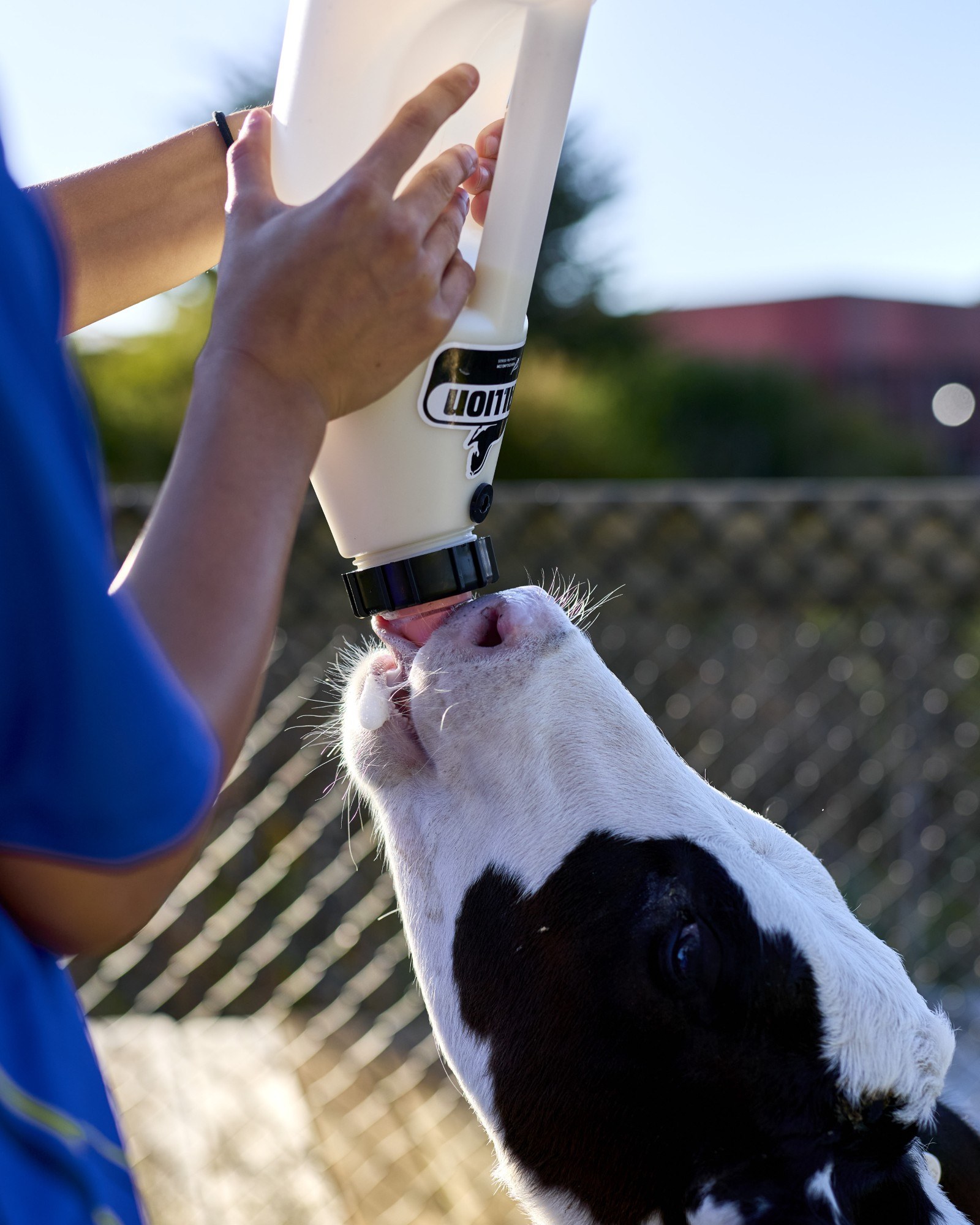 Cows Create Careers 2025 Mornington 1