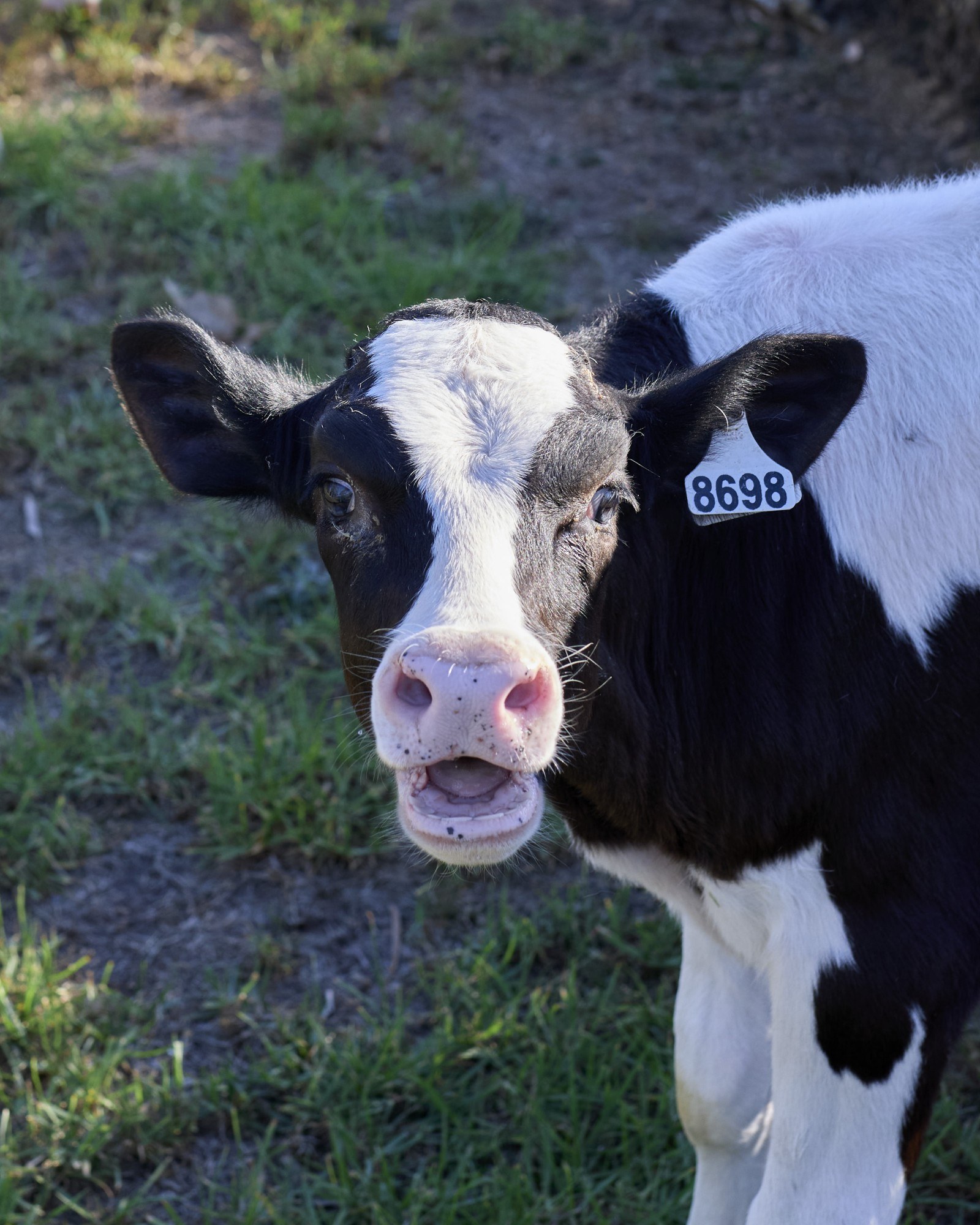 Cows Create Careers 2025 Mornington 2