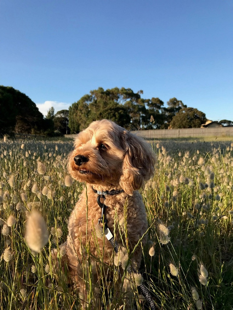 Franesca Grande CUTEST DOG Copy