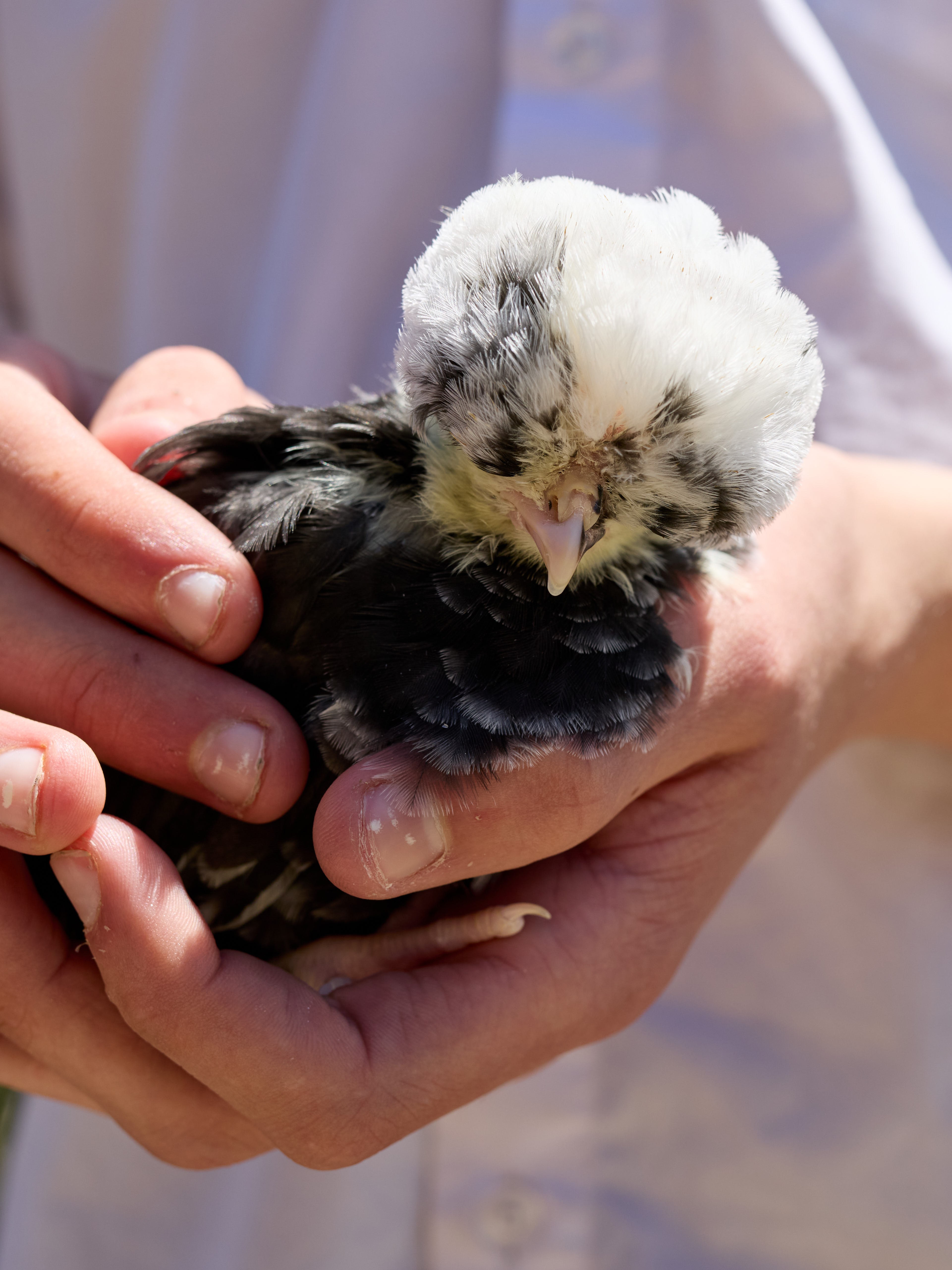 Tyabb Oct 2025 097 A9824