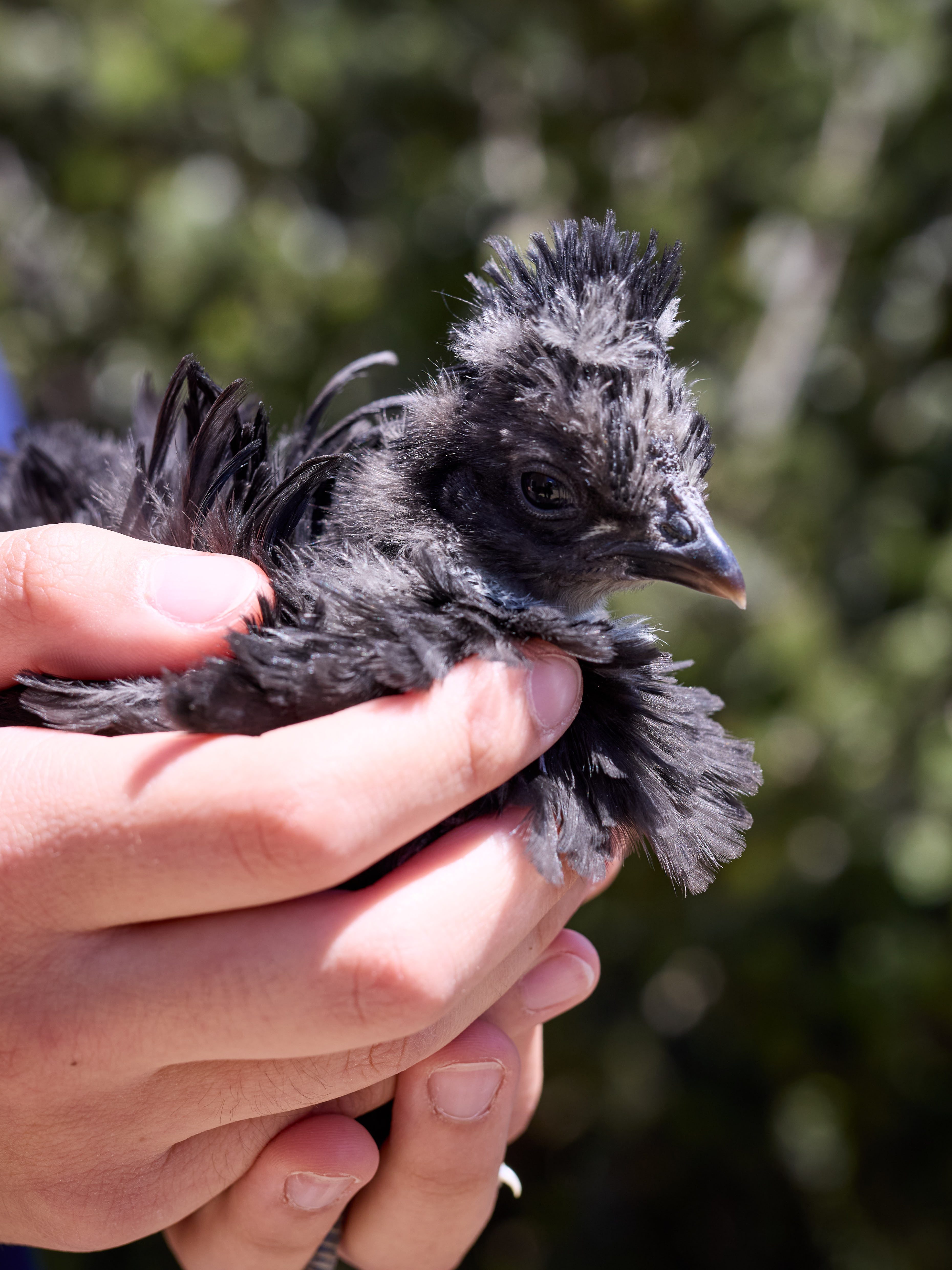 Tyabb Oct 2025 097 A9828