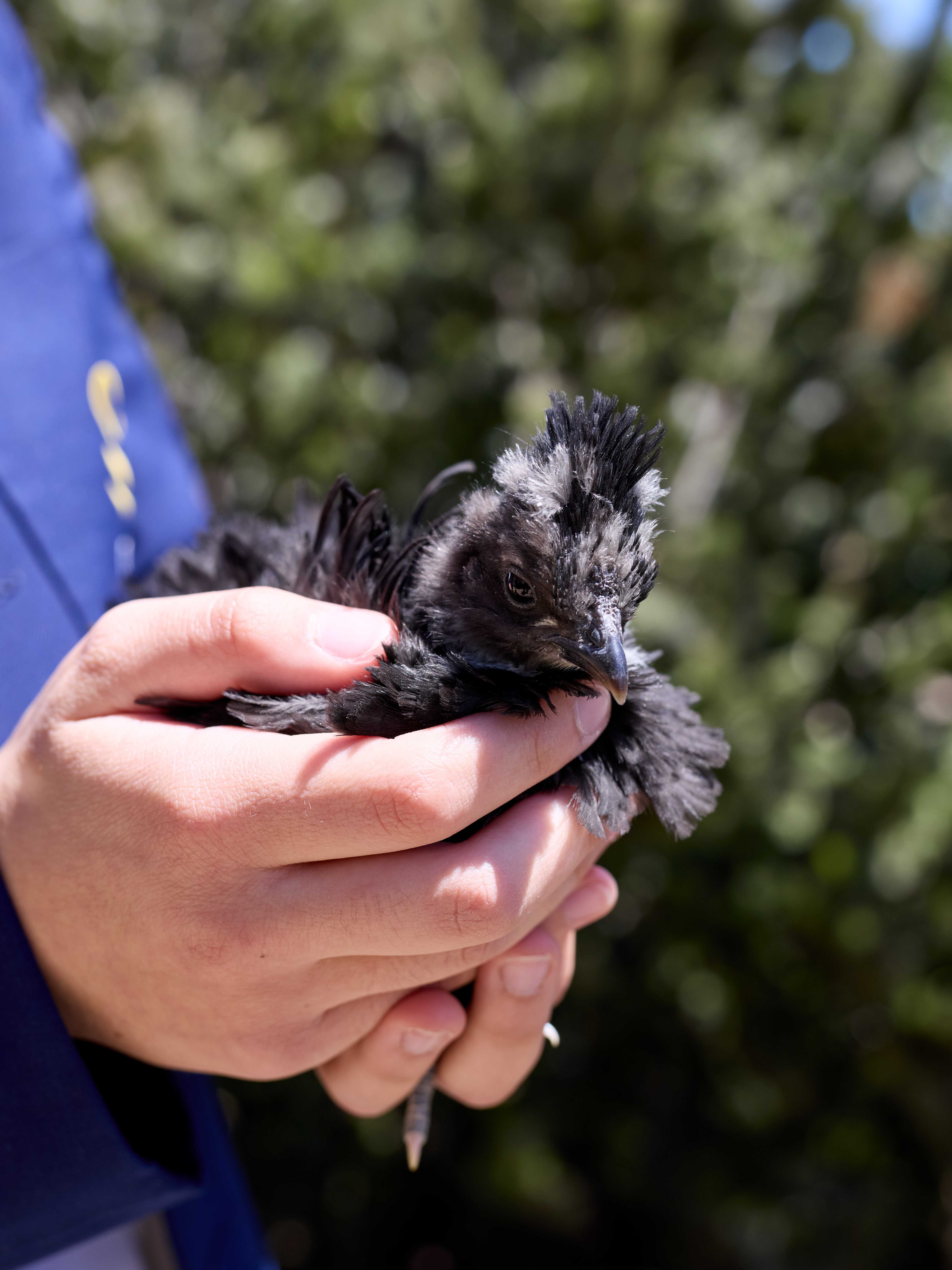 Tyabb Oct 2025 097 A9829