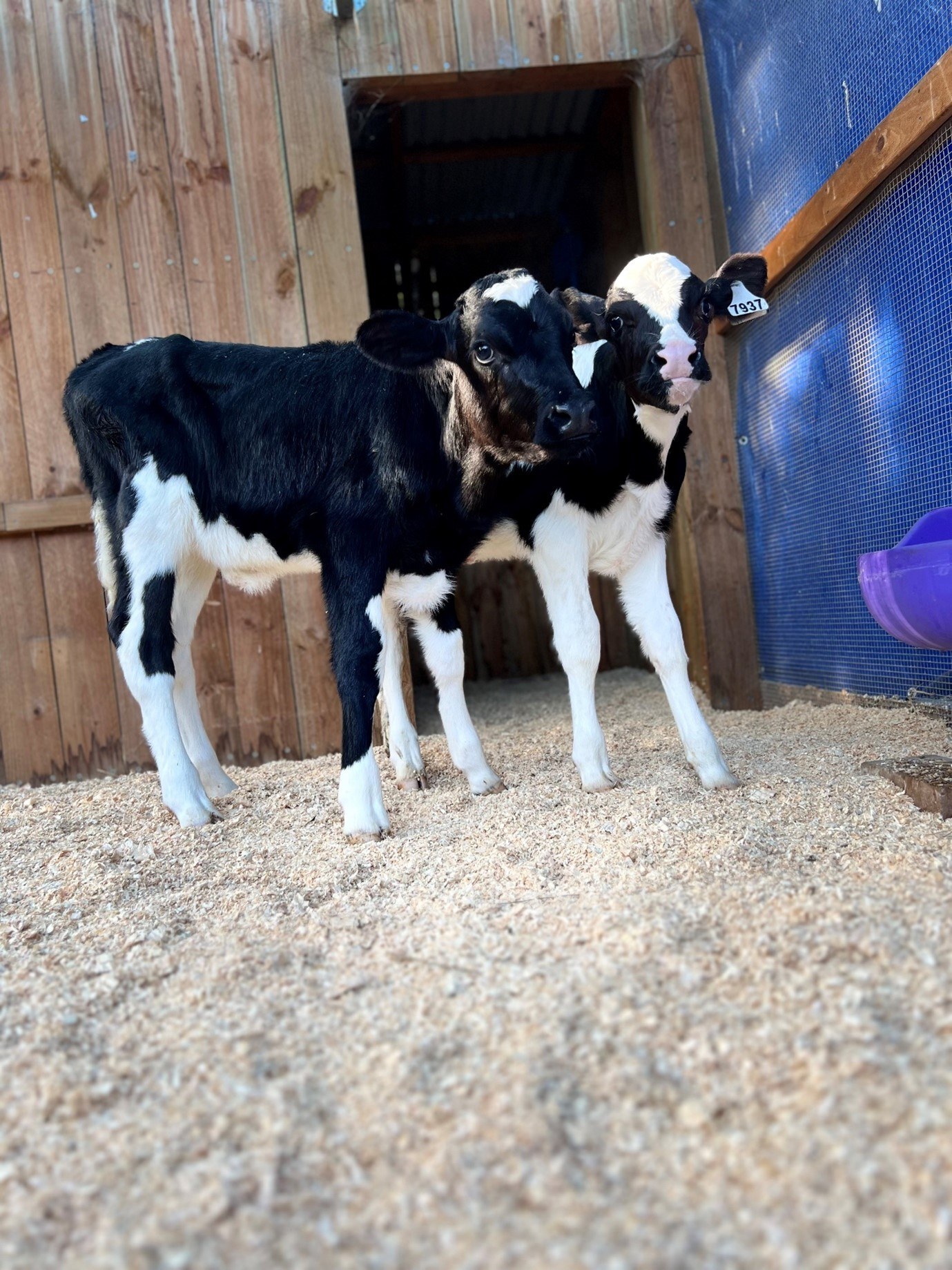 Cows 1