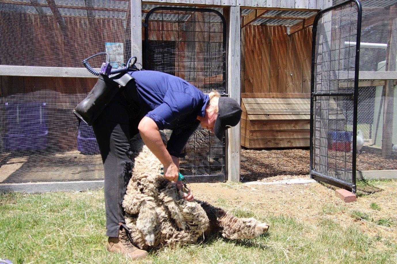 Sheep 2