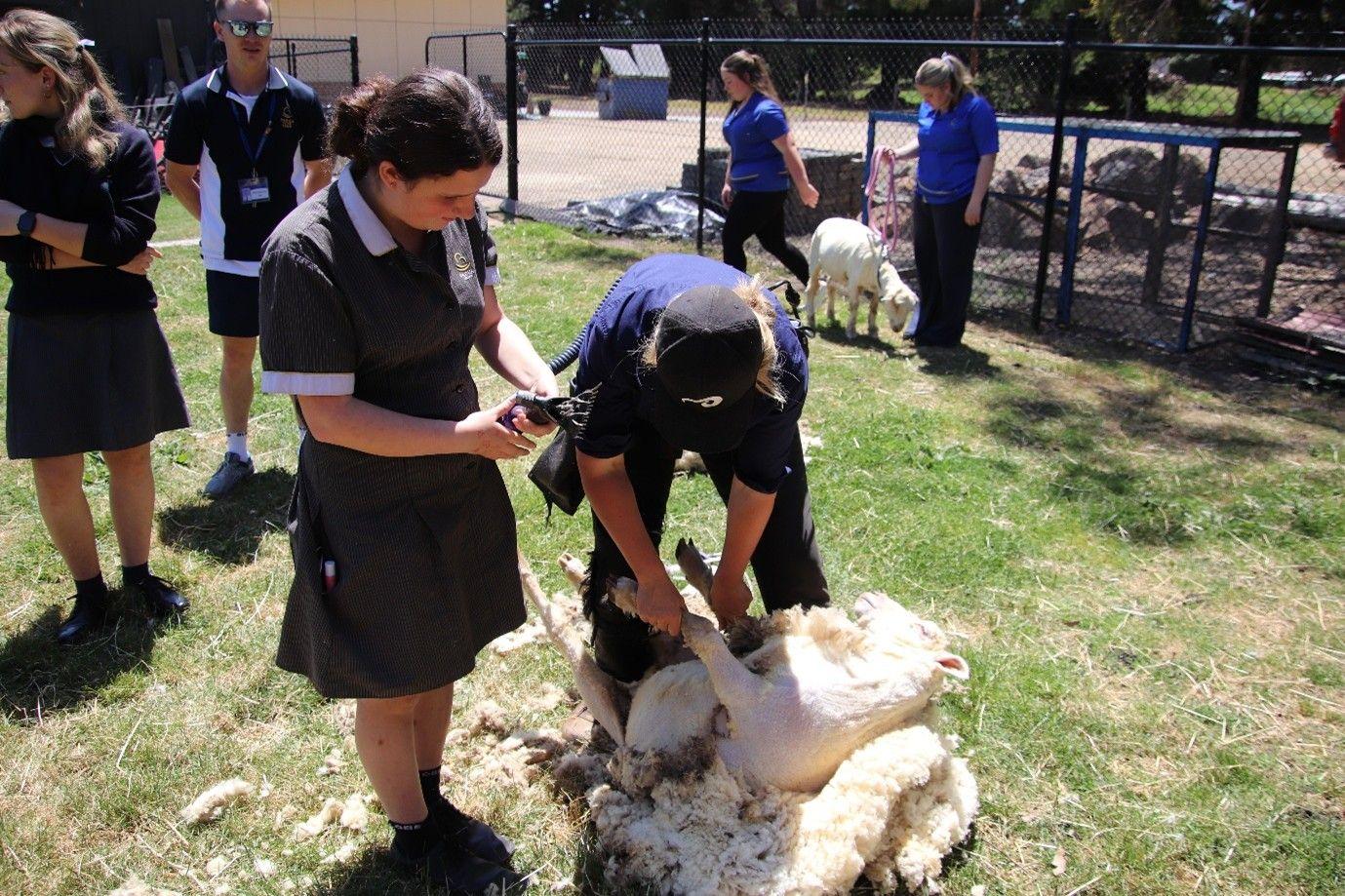 Sheep 3